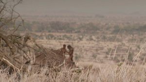 Neandertaler: Kannibalismus bei Frauen und Kindern nachgewiesen