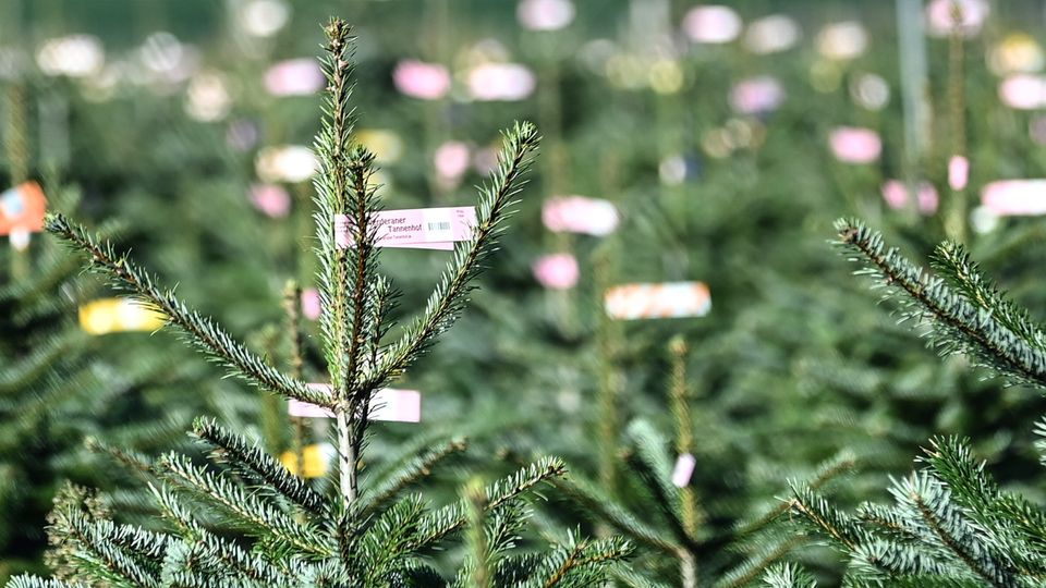 Sparen beim Weihnachtsbaum