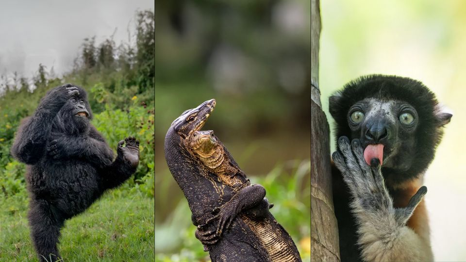 Tanzender Affe: Witzige Tierfotos gekürt