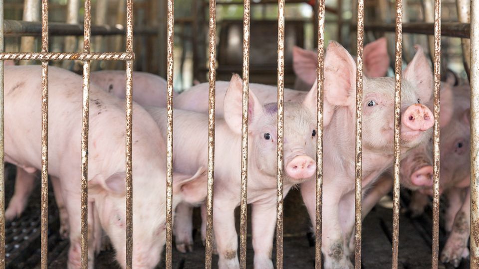 Tierwohl-Label auf 2027 verschoben