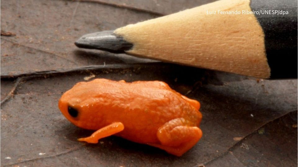 14mm Minifrosch in Brasilien entdeckt