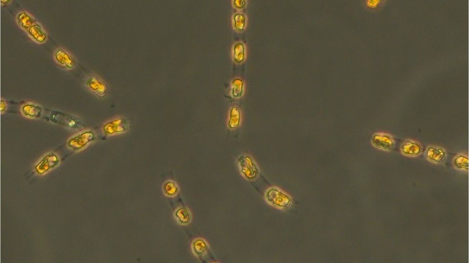 Ostsee-Alge nach 7.000 Jahren wieder zum Leben erweckt