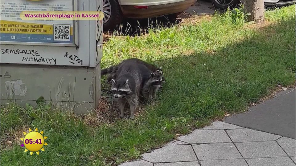 Kassel: Waschbärenhauptstadt Europas