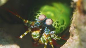 Crazy Nature: Der 20-Tausend-Augen-Krebs