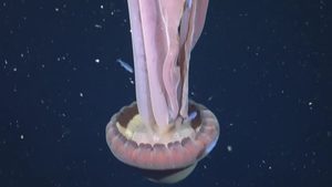 Forscher filmen Qualle von der „Größe eines Schulbusses“