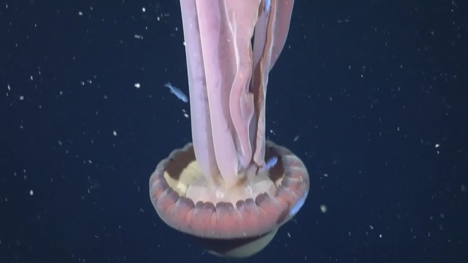 Forscher filmen Qualle von der „Größe eines Schulbusses“