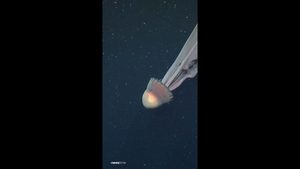 Forscher filmen Qualle von der „Größe eines Schulbusses“