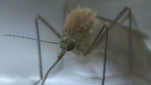 Gefährliches Virus: Österreich meldet Rekordwert