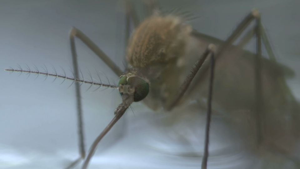 Gefährliches Virus: Österreich meldet Rekordwert