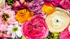 Valentinstag für viele überschätzt