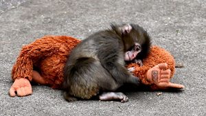 Süßer Baby-Affe wird zum Netz-Star