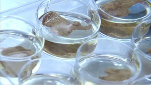 Labor-Fleisch aus Bierresten hergestellt