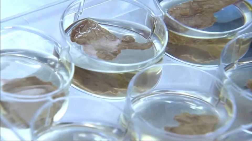 Labor-Fleisch aus Bierresten hergestellt