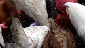 Fachgespräch zu Geflügelpest in NRW