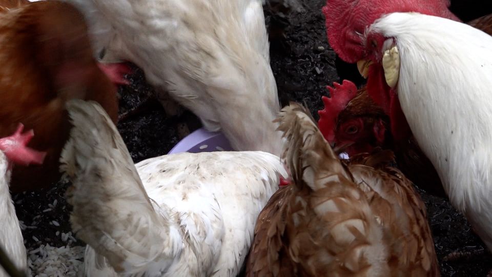 Fachgespräch zu Geflügelpest in NRW