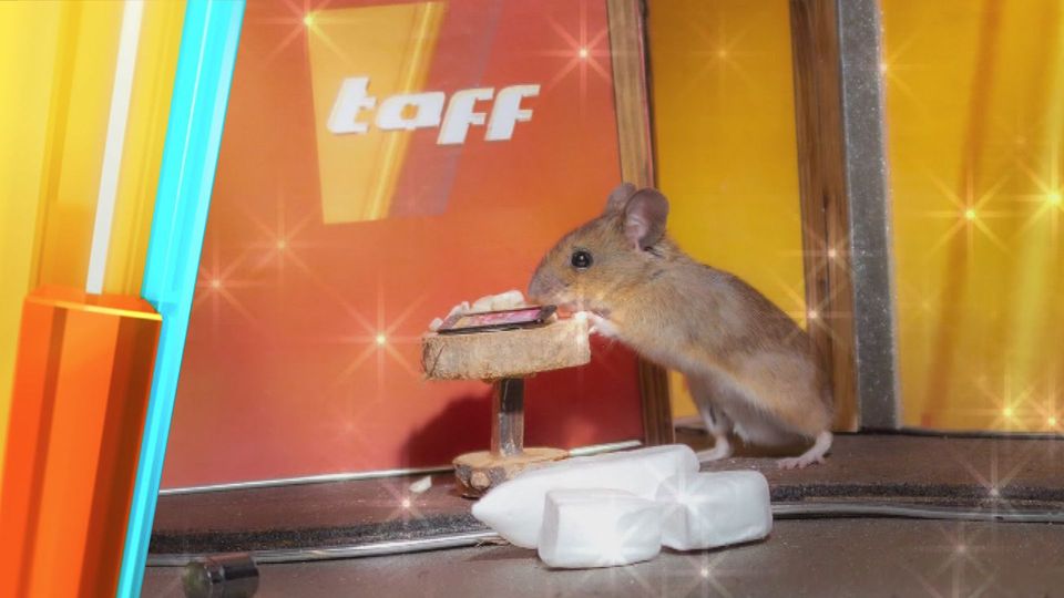 Die Maus-Influencerin: Erfolgreich dank süßer Maus-Bilder