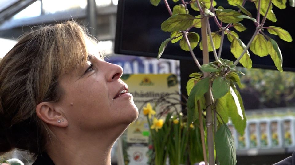 Magic Blue Basilikum ist Pflanze des Jahres