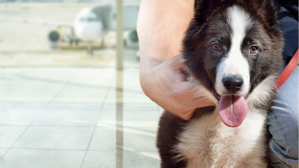 Airline erlaubt große Hunde in Flugzeug