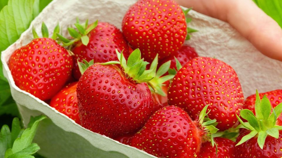 Preisexplosion bei deutschen Erdbeeren