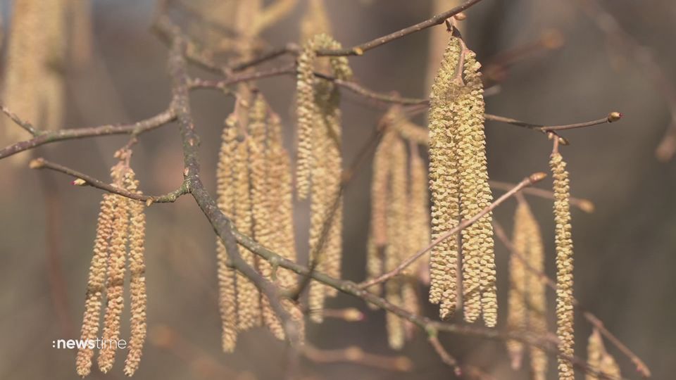 Pollen-Alarm: Das Leid der Allergiker
