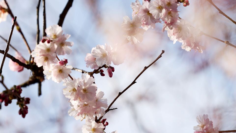 Deutschland begrüßt den Frühling