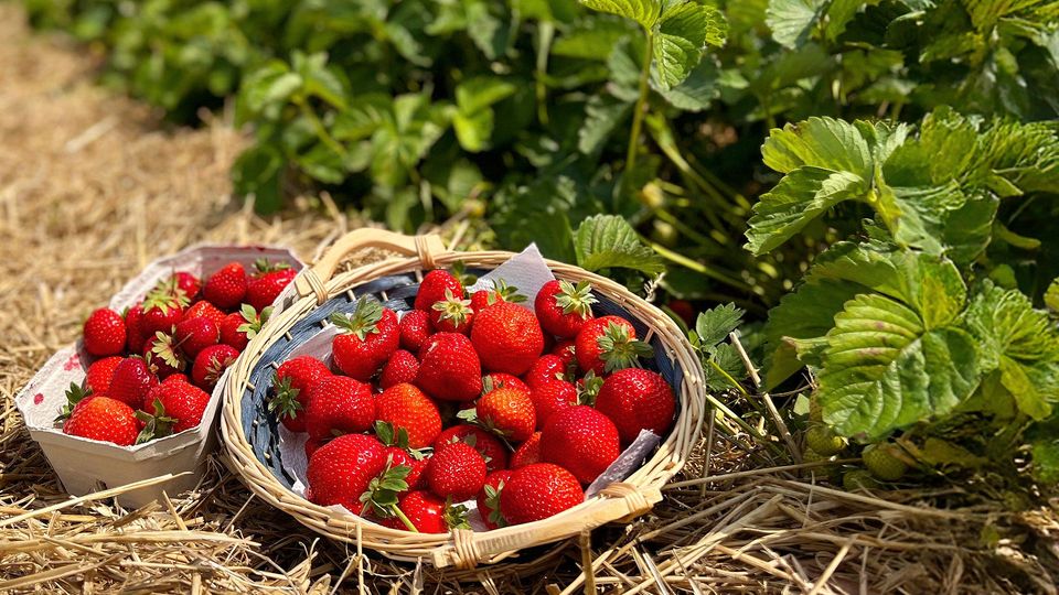 Erdbeer-Ernte in Deutschland beginnt