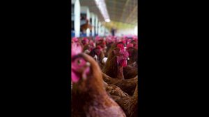 Deutschland: Newcastle-Krankheit breitet sich aus