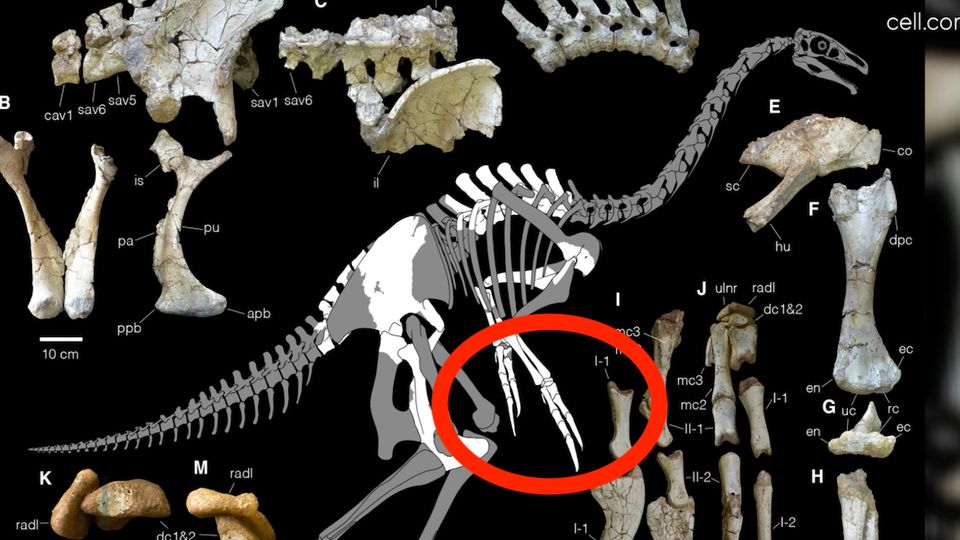 Neue Art entdeckt: Dino mit Scheren-Händen