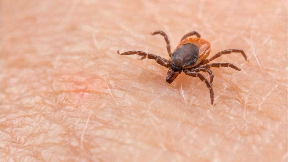 Noch vor dem Zecken-Stich: Tablette soll vor Borreliose schützen