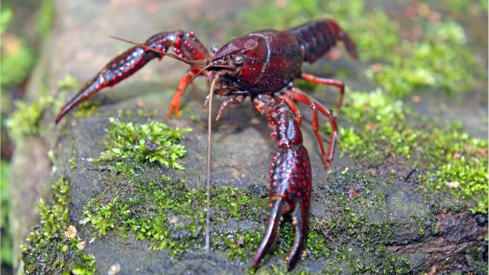 „Alien-Garnele“ breitet sich am Gardasee aus – Experten in Sorge