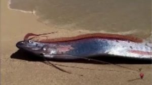 Weltuntergangsfische in Mexiko angespült