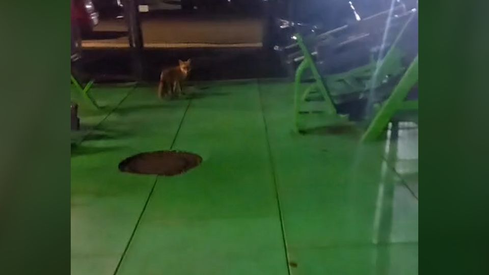 Fitness-Fuchs sorgt für Aufregung in Hagen