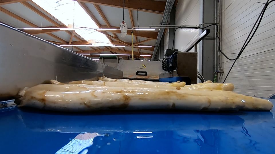 Spargelsaison früher als erwartet gestartet