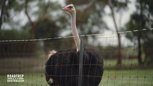 Die Köche auf der Straußenfarm
