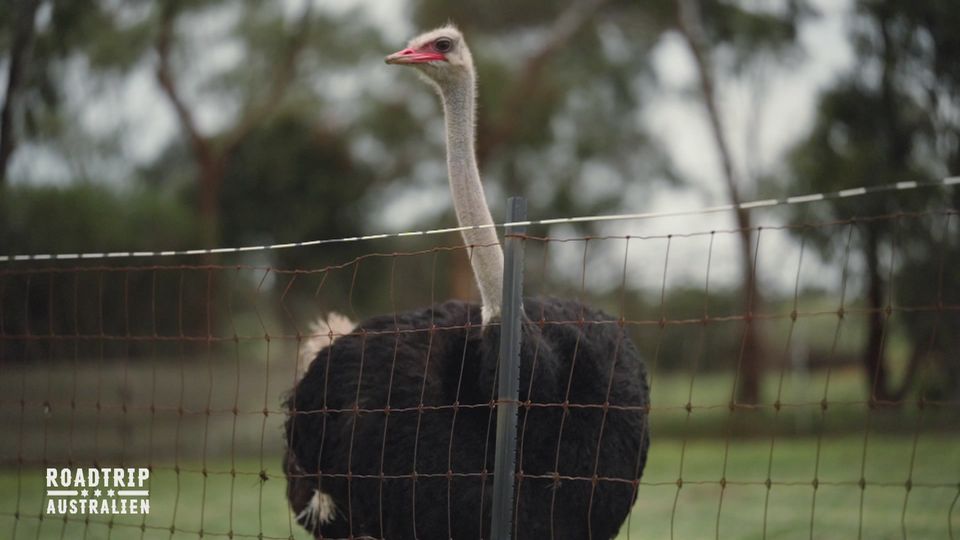 Die Köche auf der Straußenfarm