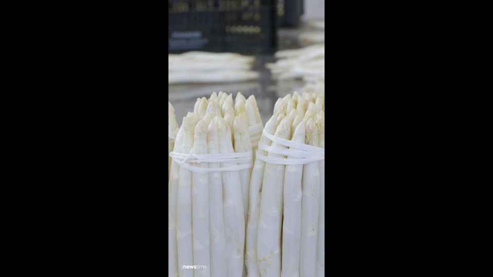 Erster Spargel geerntet: Saison startet im April