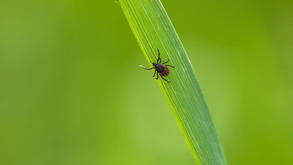 Zeckensaison startet: Das gilt es zu beachten