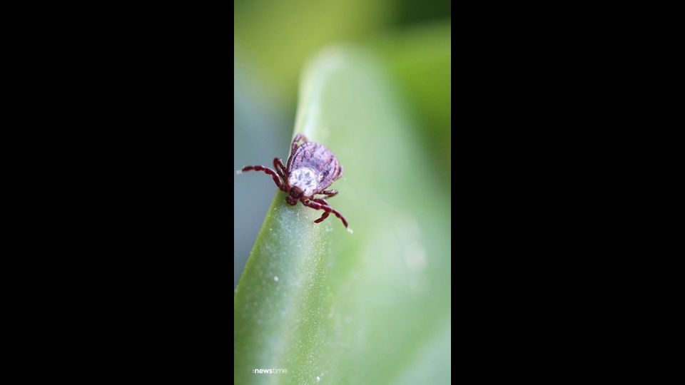 Zeckensaison startet: Das gilt es zu beachten
