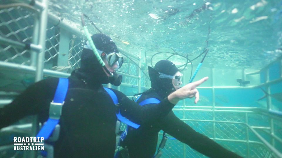 Profiköche im Revier des weißen Hais