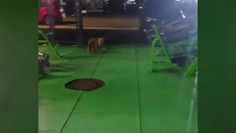 Fuchs im Fitnessstudio