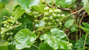 Wetter-Chaos: Weniger Wein in Deutschland