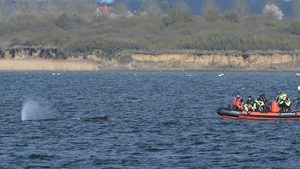 Buckelwal „Timmy“ schwimmt wieder