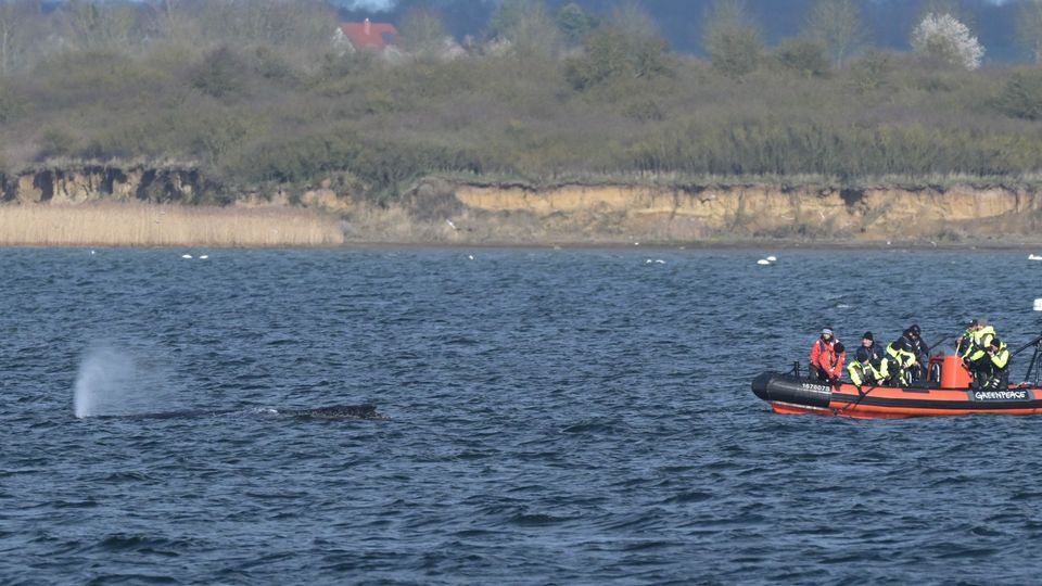 Buckelwal „Timmy“ schwimmt wieder