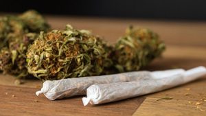 Cannabis-Check: Schwarzmarkt weicht