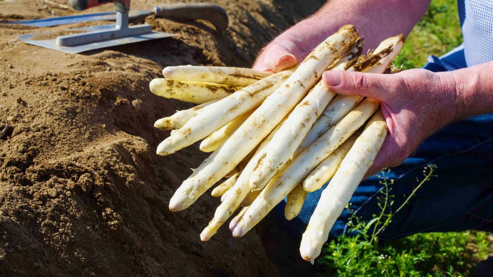Spargelzeit beginnt: Das muss man wissen