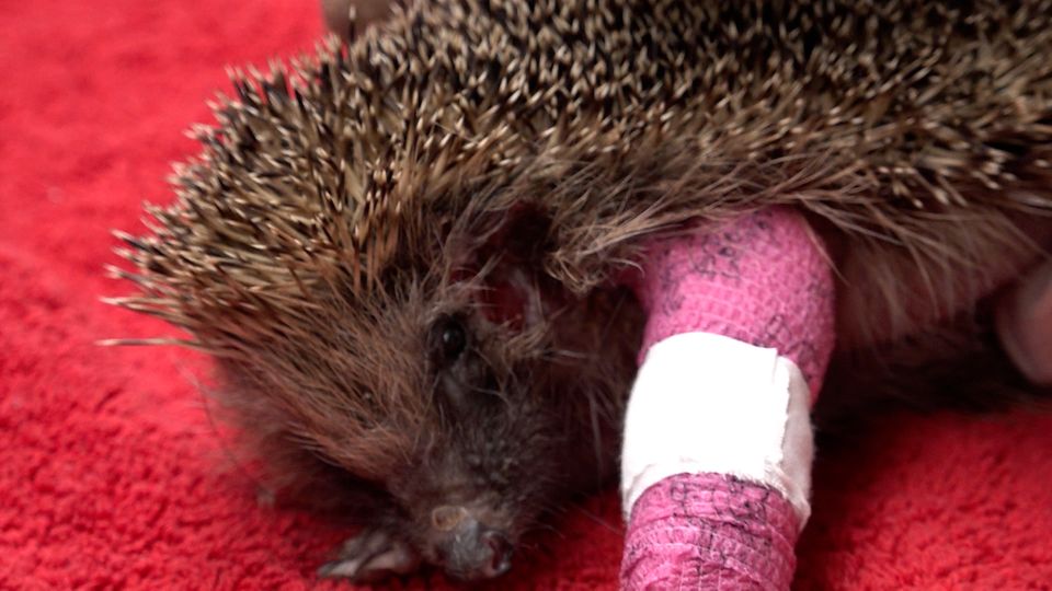 Mähroboter gefährden Igel in NRW