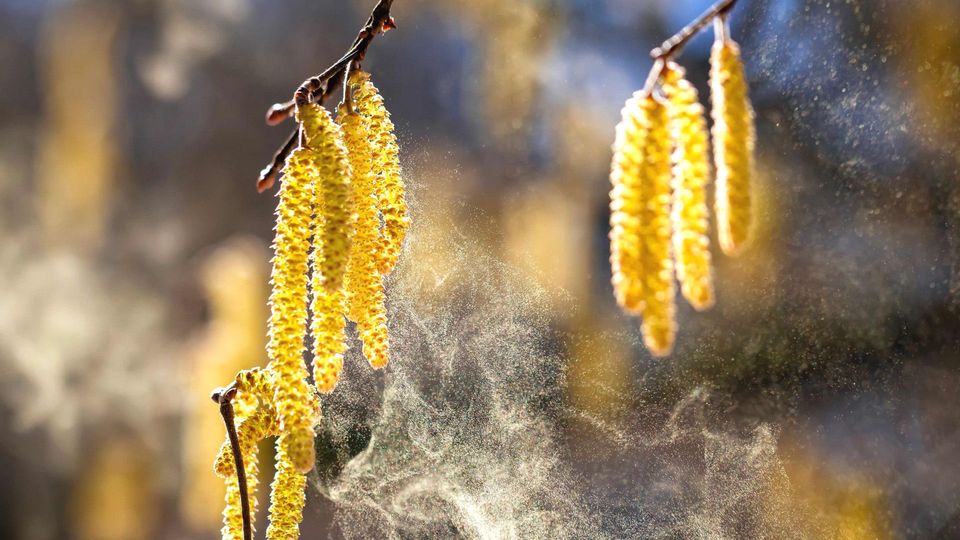 Allergie-Belastung steigt: Pollen im Anflug
