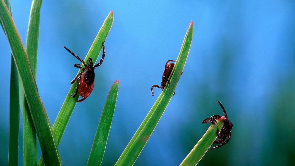 Todesfälle durch Zecken steigen an