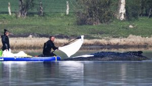 Buckelwal „Timmy“ bewegt sich