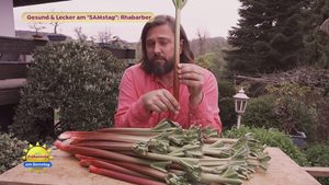 Rhabarber: Powergemüse im Frühling